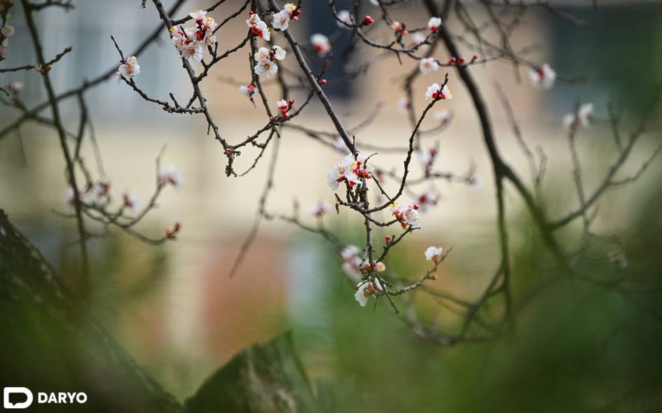O‘zbekistonda 12-mart kuni qanday ob-havo bo‘lishi ma’lum qilindi